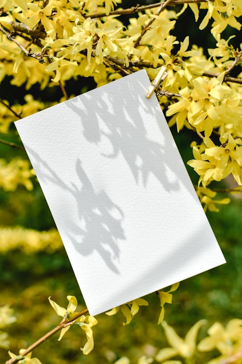 Yellow Flowers Around a White Paper