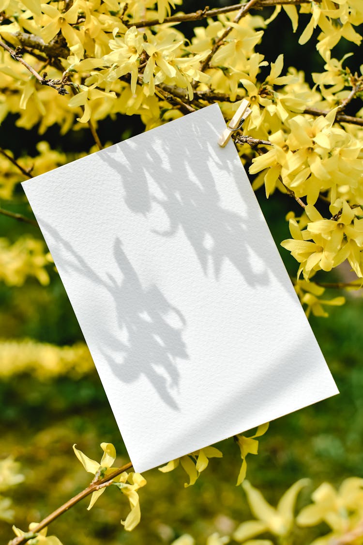 Yellow Flowers Around A White Paper