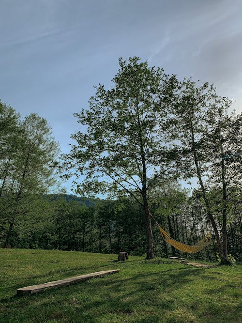 Foto profissional grátis de árvores verdes, campo, campo de grama