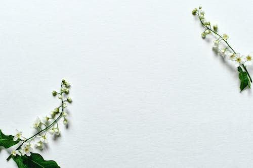 Безкоштовне стокове фото на тему «copy space, білий фон, білі квіти»
