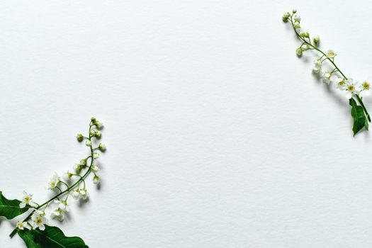 Delicate white flowers on a minimalist blank background with ample copy space.