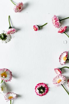 Soft pink and white daisies arranged on a white surface, perfect for floral backgrounds.