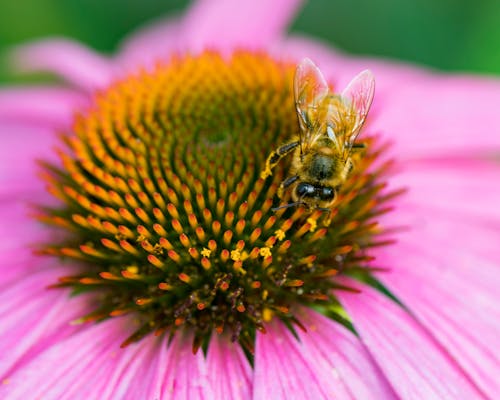 Free Yellow Bee Sucking Nectar Stock Photo