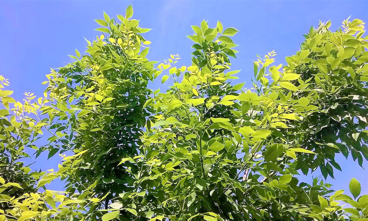 Creator planning multiple income streams on a whiteboard