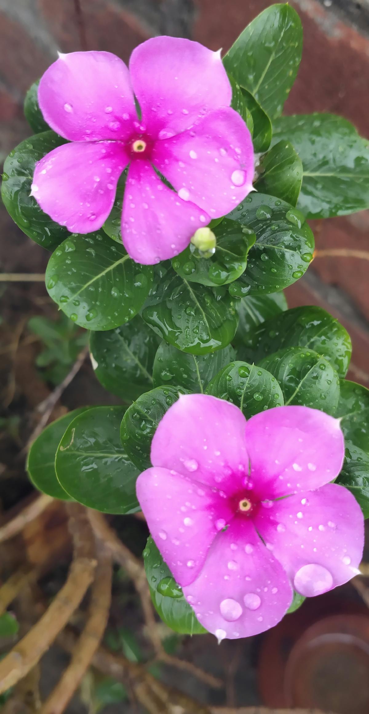 Person planning their day with a planner and laptop on a desk