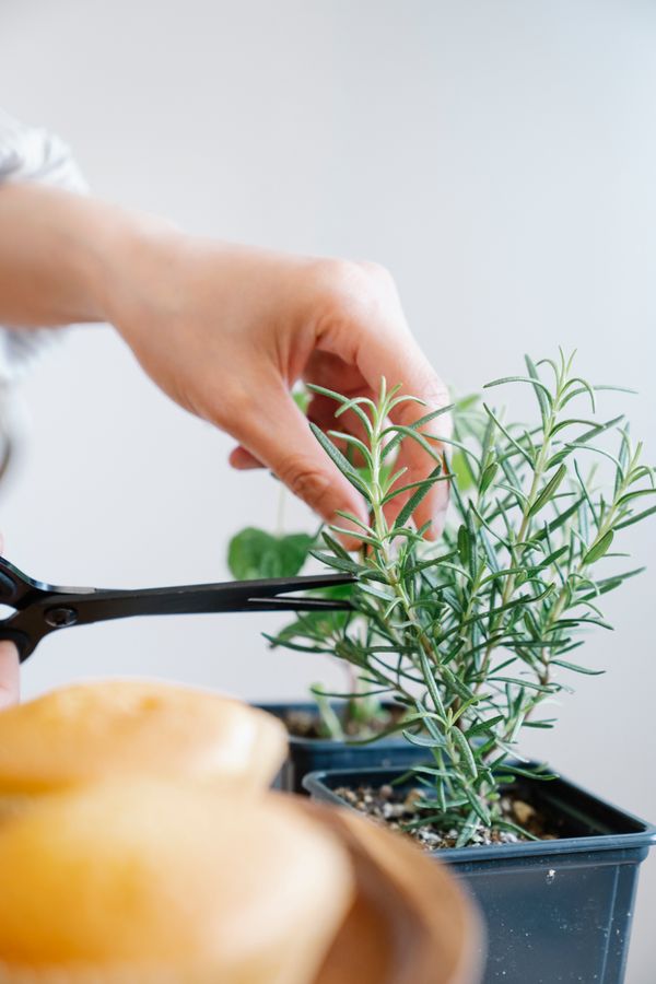 Easy gardening class on growing indoor edible plants — fresh herbs and leafy greens growing in pots on a sunny kitchen windowsill