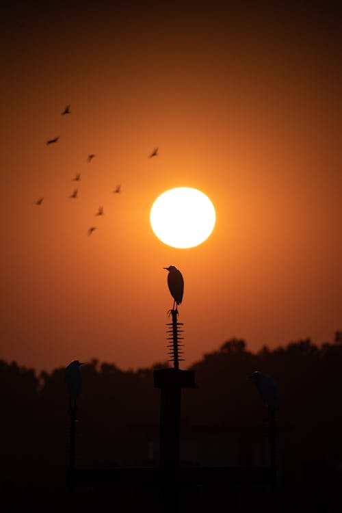 Ingyenes stockfotó fa, festői, függőleges lövés témában