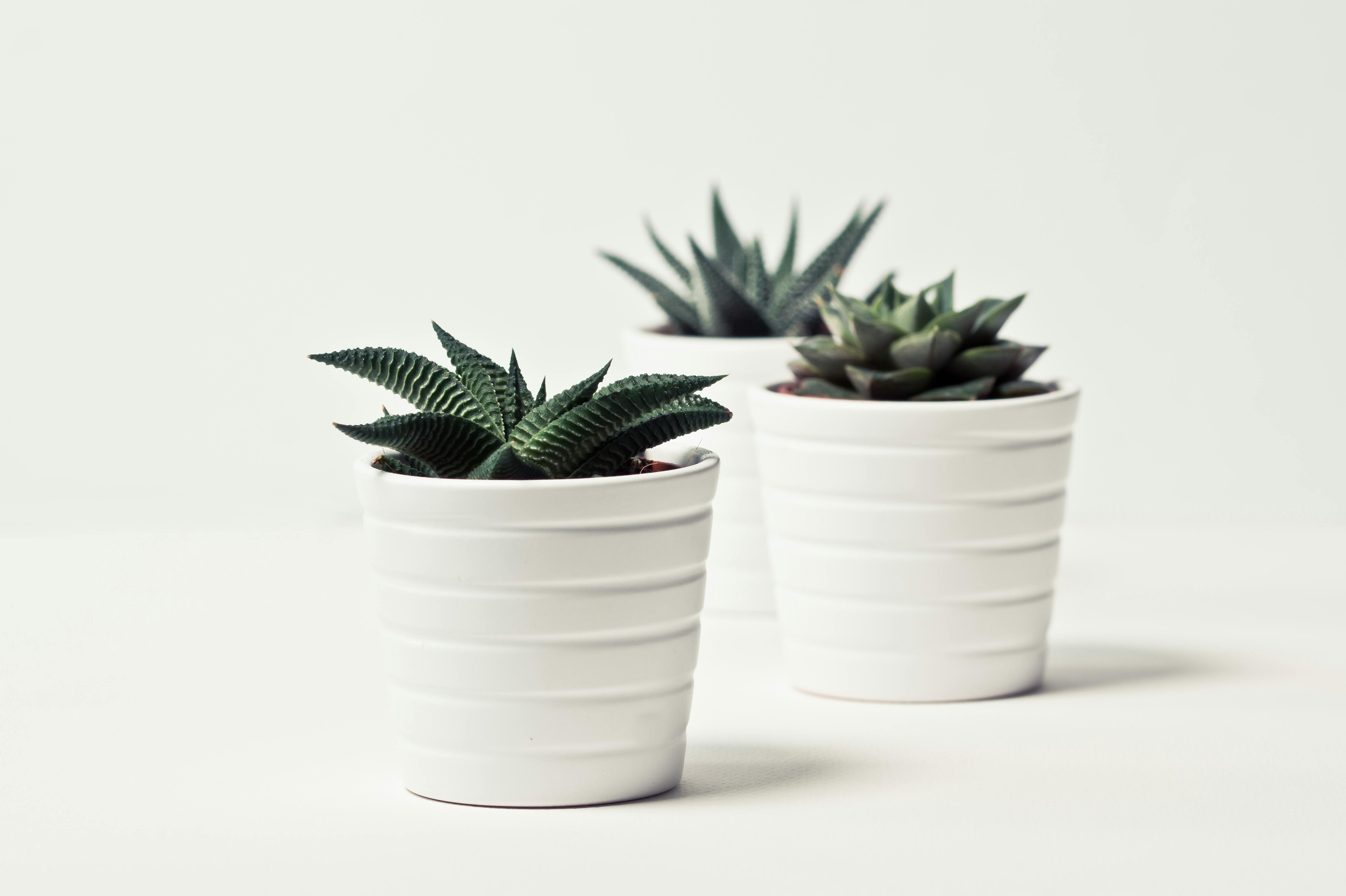 selective focus photography of three succulent plants