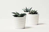 Selective Focus Photography of Three Succulent Plants