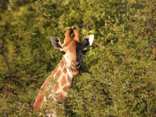 Close Up Photo of a Giraffe