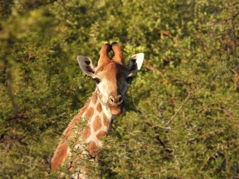 Close-up of a giraffe peeking through lush green acacia trees in South Africa.