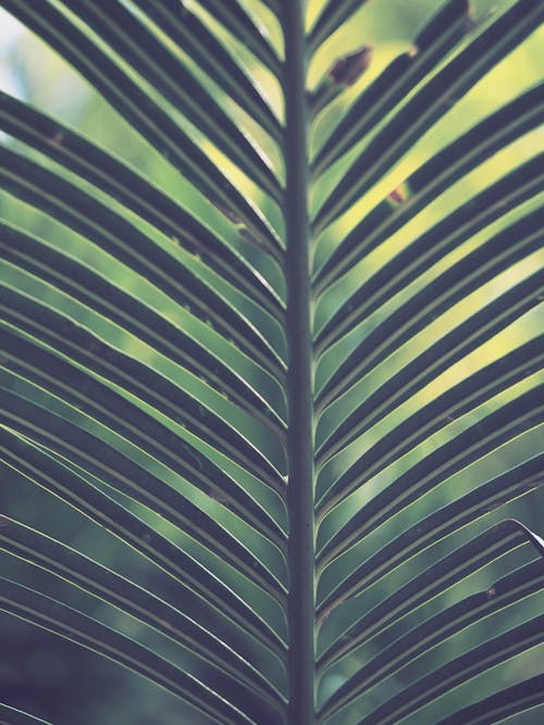 Green Palm Plant