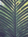 这张充满活力的棕棕榈叶特写，在自然阳光下展现出丰富的纹理和绿色色调