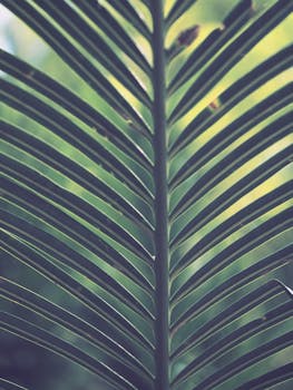 Close-up of a vibrant palm frond in natural sunlight, showcasing rich textures and green hues.