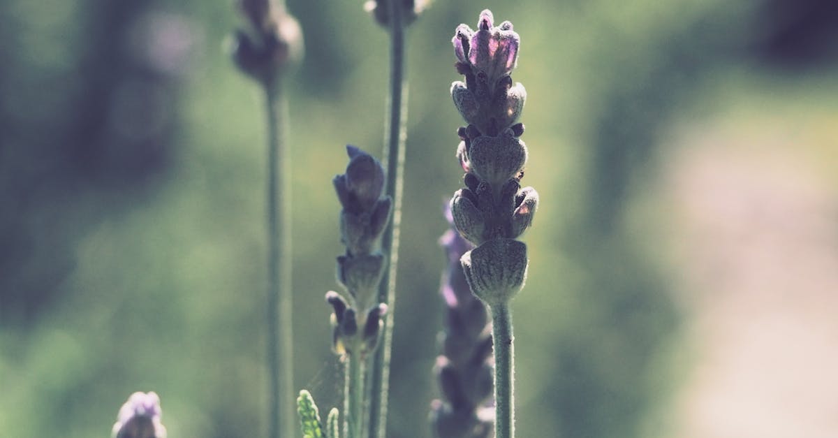 Top 10 Wild Medicinal Plants