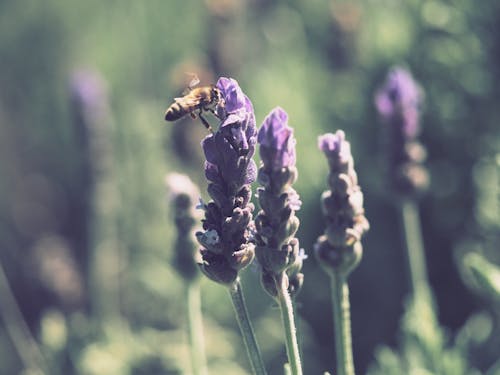 Yellow and Black Honey Bee on Purple Lavender Flower