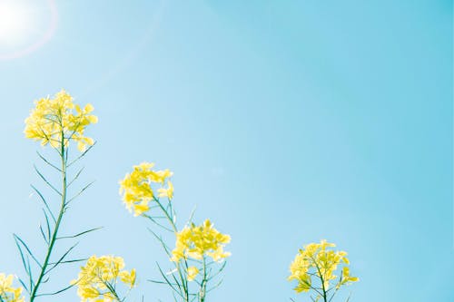 Бесплатное стоковое фото с голубое небо, желтые цветы, завод