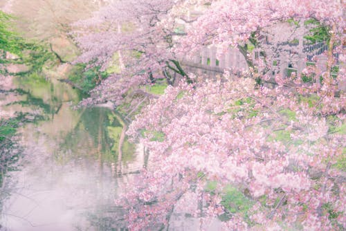 Free stock photo of japan, japanese, sakura