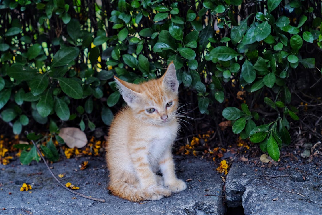 Close-Up Photo of an Orange Kitten