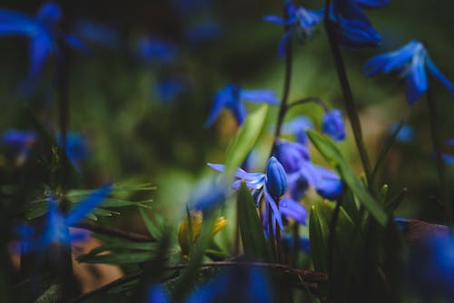 бесплатная Селективная фокусировка синих цветов Стоковое фото
