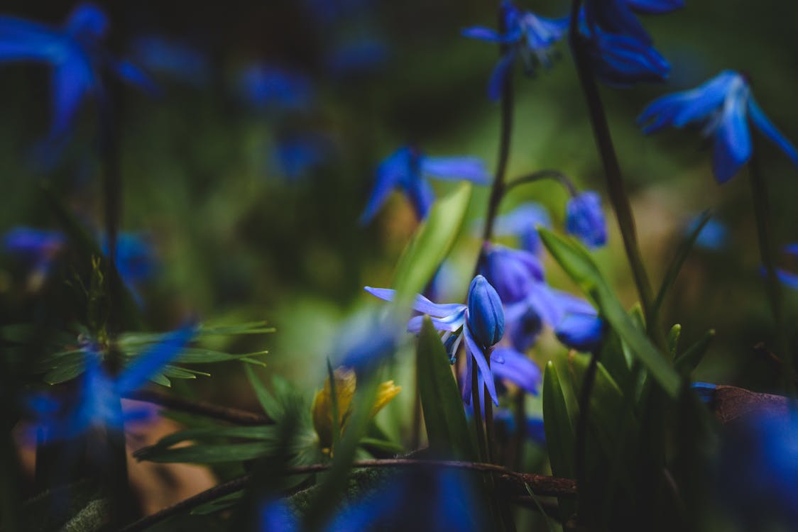 Mavi çiçeklerin Seçmeli Odak Fotoğrafı