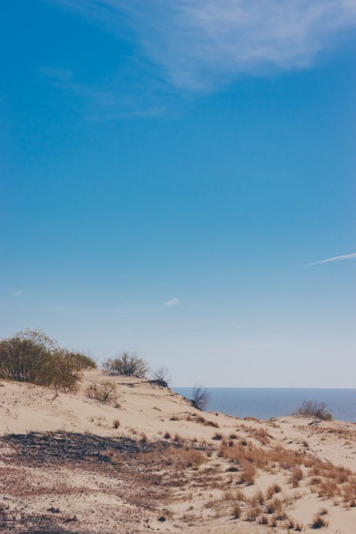 Foto profissional grátis de à beira-mar, arbustos, areia