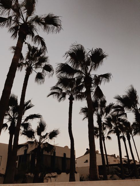 Palm trees silhouetted against a sunset sky in Fuerteventura, Spain.