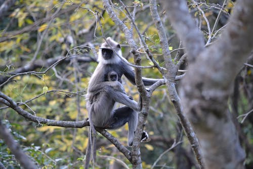 Selective Focus Photo of Gray Langur Monkeys on the Branches of a Tree