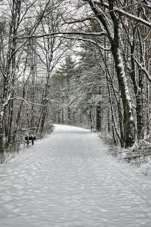 Leafless Trees on a Snow-Covered Field