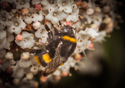 Foto d'estoc gratuïta de abella, macro