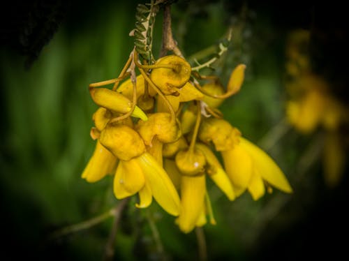 Free stock photo of kowhai flowers