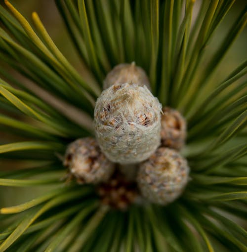 Free stock photo of macro photography, pine cone, pine flower