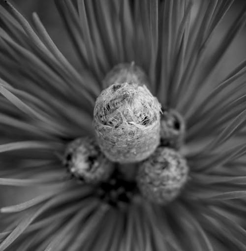 Foto d'estoc gratuïta de agulla de pi, arbre de pi, flor de pi