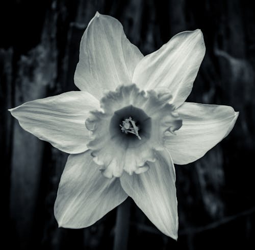 Free stock photo of daffodil, macro photography, spring flower