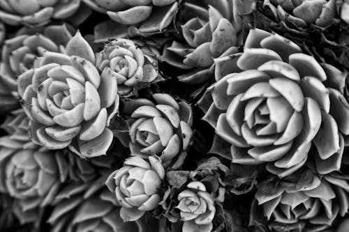 A Grayscale Photo of Succulent Plants