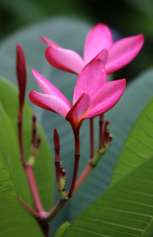 A Close-Up Shot of Pink Frangipani Flowers