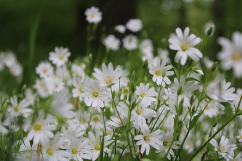 Free Beautiful close-up of delicate white daisies blooming in Vejle, Denmark's lush outdoors. Stock Photo