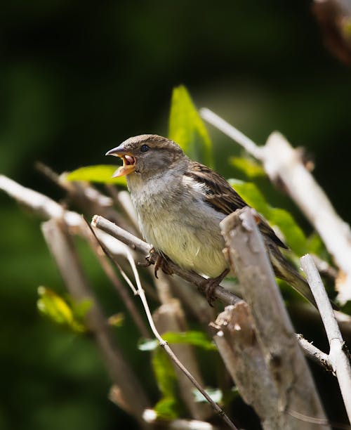 Selective Focus Photo of a House Sparrow Perched on a Twig