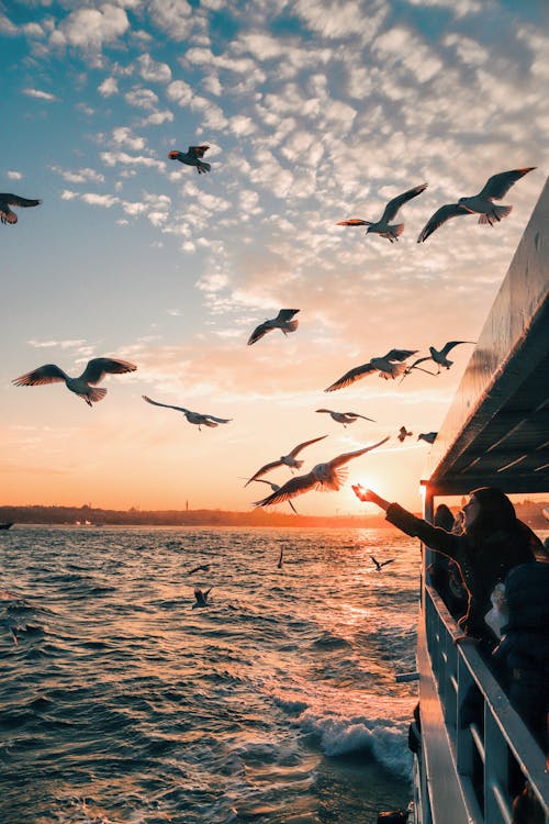Free Flock of birds soaring over rippling sea near vessel with people against cloudy sky in sunset Stock Photo