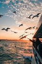 Flock of birds soaring over rippling sea near vessel with people against cloudy sky in sunset