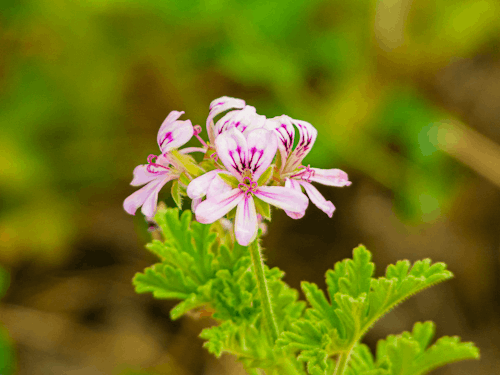 Free stock photo of flower, pink flowers, wanzo Stock Photo