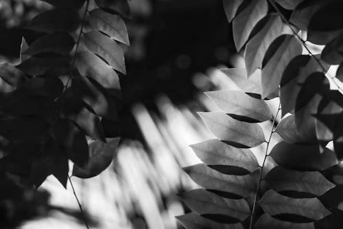 Foto profissional grátis de bokeh, flor preto e branco, folhas