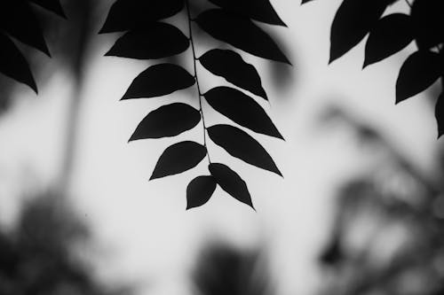 Foto profissional grátis de bokeh, flor preto e branco, folhas