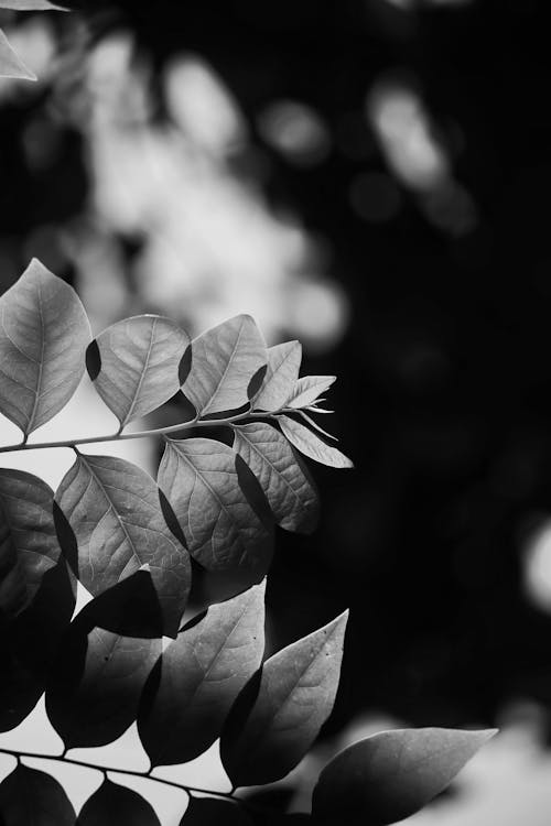 Foto profissional grátis de bokeh, flor preto e branco, folhas