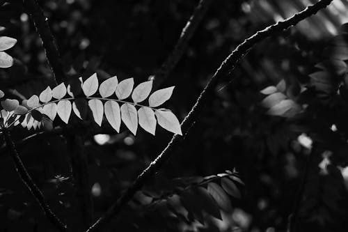 Foto profissional grátis de bokeh, flor preto e branco, folhas