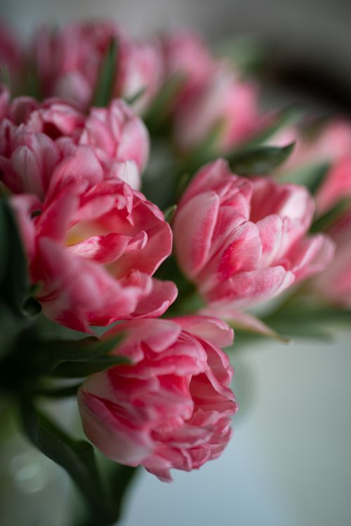 Free A detailed close-up of vivid pink tulip flowers with a soft, blurred background. Stock Photo