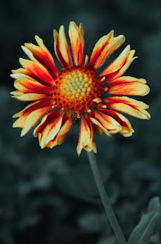 A vivid close-up of a colorful blanket flower against a blurred background, perfect for wallpapers.