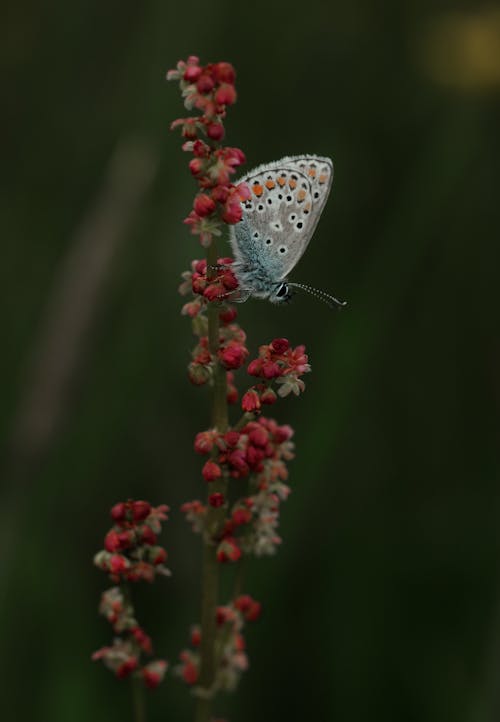 Foto stok gratis arthropoda, bunga, flora