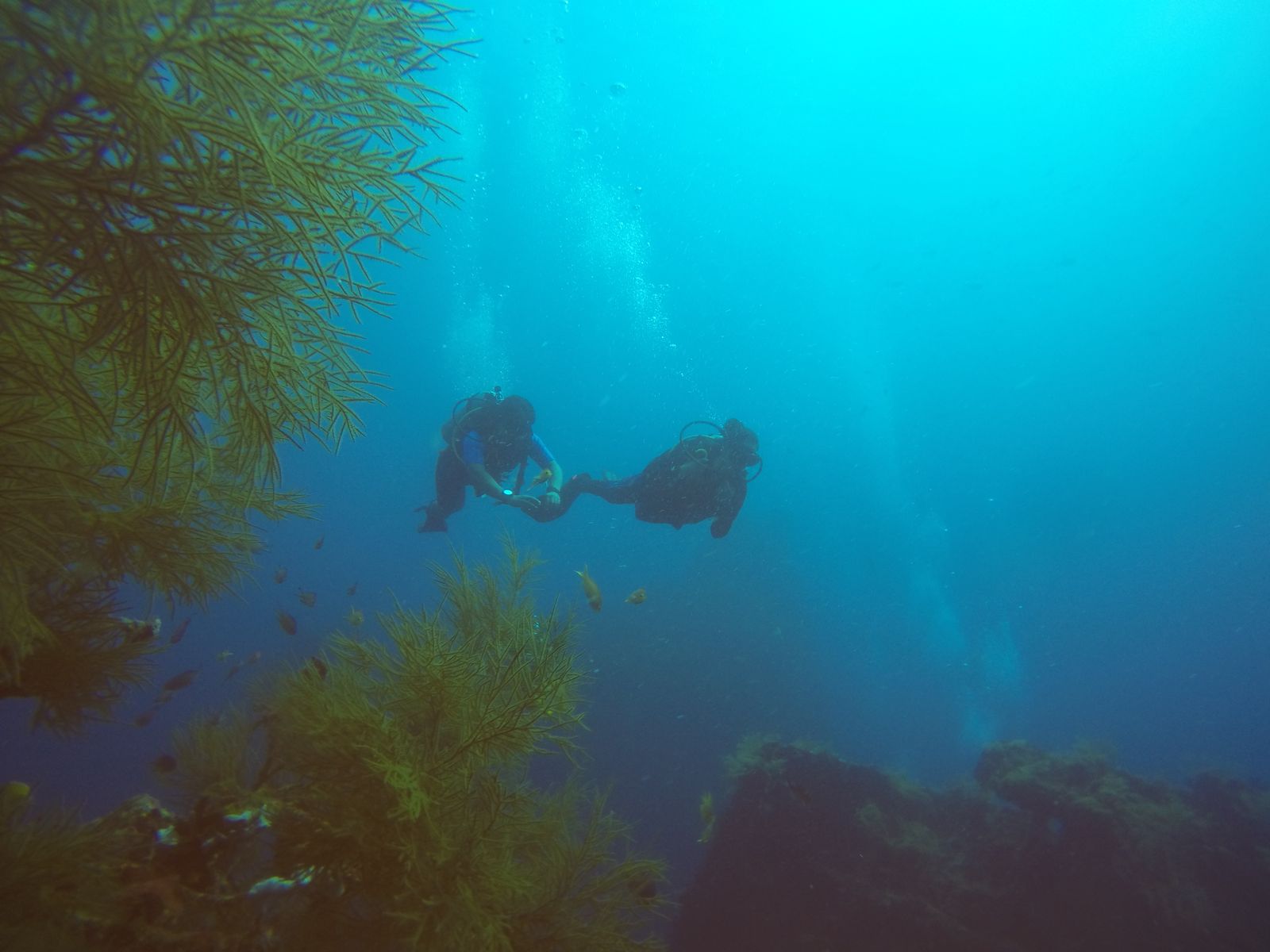 Two scuba divers underwater with marine life