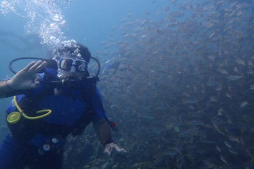 Free Person in Blue Wetsuit Underwater Beside a School of Fish Stock Photo
